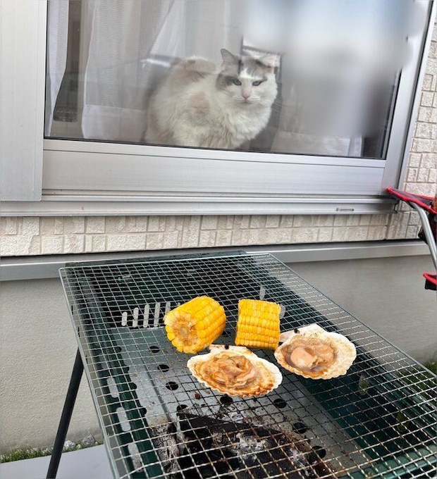 飼い主のBBQを見るラグドール