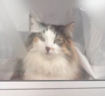 飼い主のバーベキューにまさかの参加者！？　窓の外をじーっと見る猫の姿が愛おしい