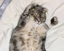 子猫のころから“クセ強め”な寝方をする猫　飼い主さんの隣で見せた「ヘソ天＆バンザイ」姿にクスッ！