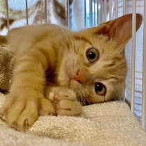 【調査】愛猫をお迎えしたきっかけは？　獣医師に聞いた「迎え入れ時の注意点」も