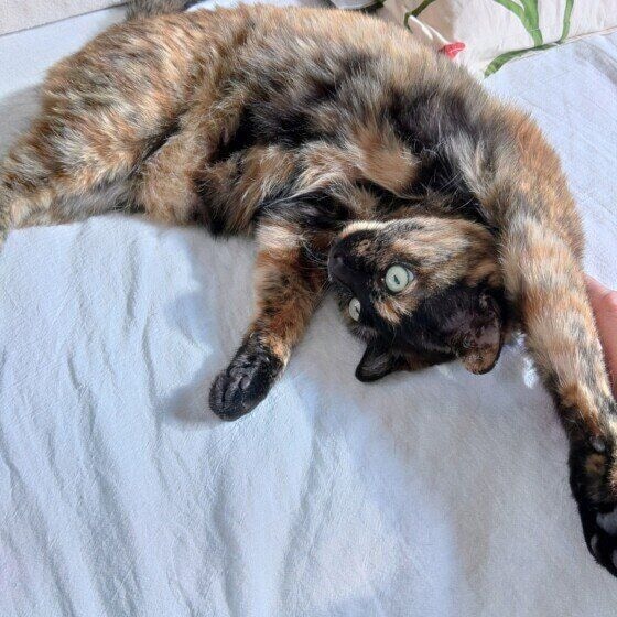おなかを出すサビ猫