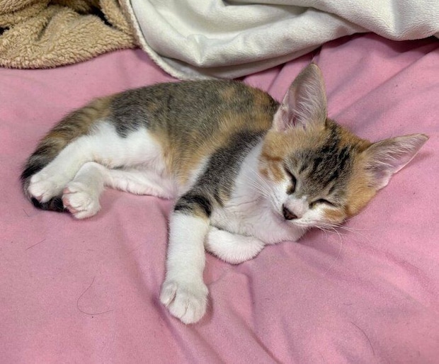 生後3カ月のころのきみちゃん