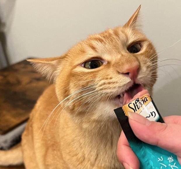 おやつを食べるテトくん