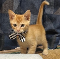お迎え翌日、勝手にクレートから出ていたやんちゃな保護子猫→2才の今、先住猫と寄り添う姿にほっこり