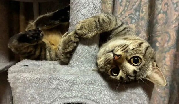 キャットタワーでくつろぐ猫