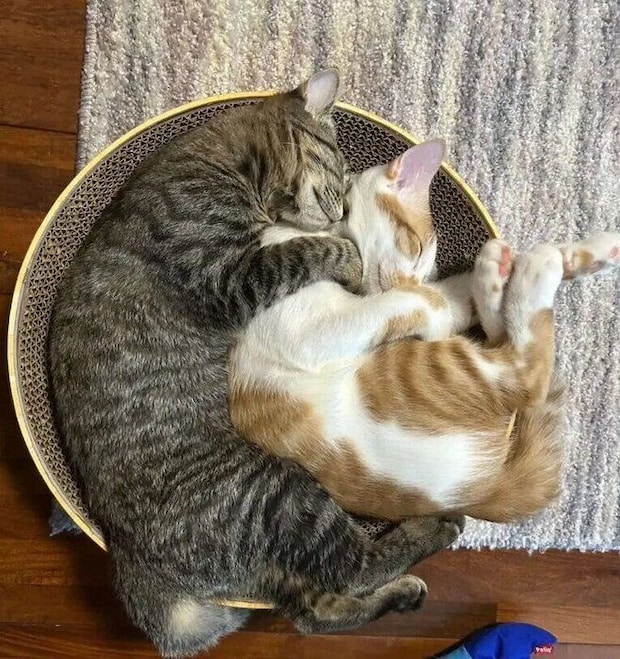 仲良く寝る2匹の猫