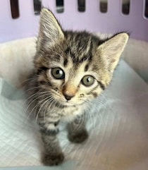 生後1カ月半の保護子猫をお迎え→同居猫との楽しい日々を経て、1才の今は飼い主にとっての「元気の源」のような存在に
