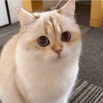 お手入れが苦手な猫でもこれで安心！ 逃げる猫の上手な捕まえ方を専門家が解説