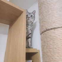 愛猫といい関係を築くために高さや数も重要だった！心身の健康を保つ高所のつくりかた