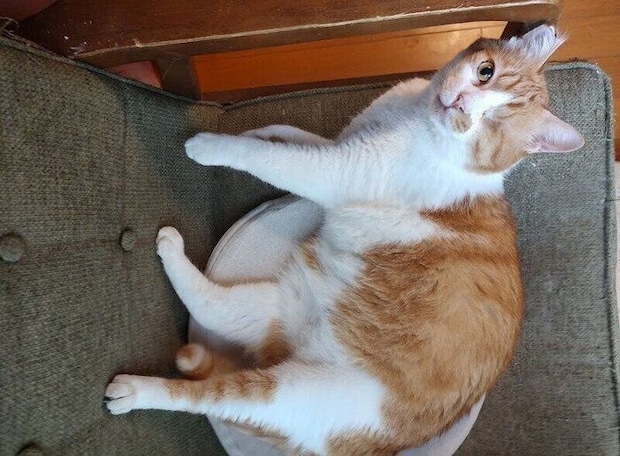 くつろいでいる猫