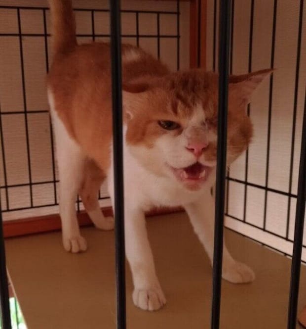 保護当時、推定5才の猫