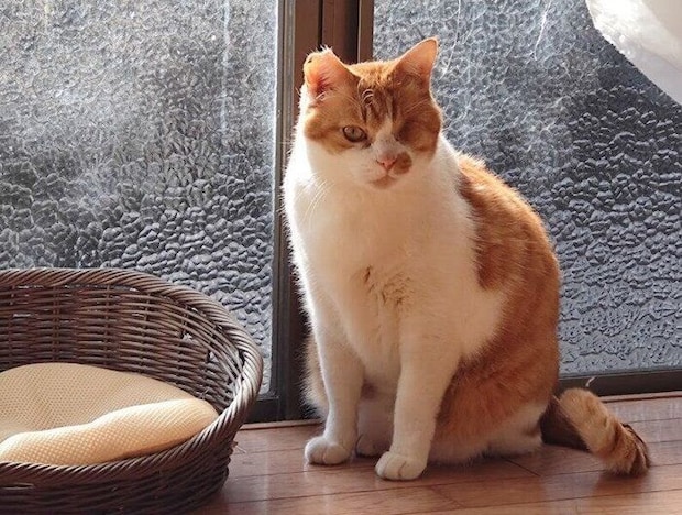 座っている猫
