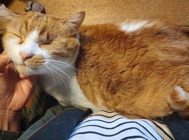 飼い主に甘えている猫