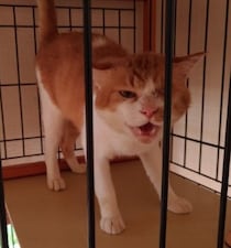 警戒して「シャーシャー」と威嚇していた元保護猫→約4年後、お腹を見せてくつろぐ姿に心温まる