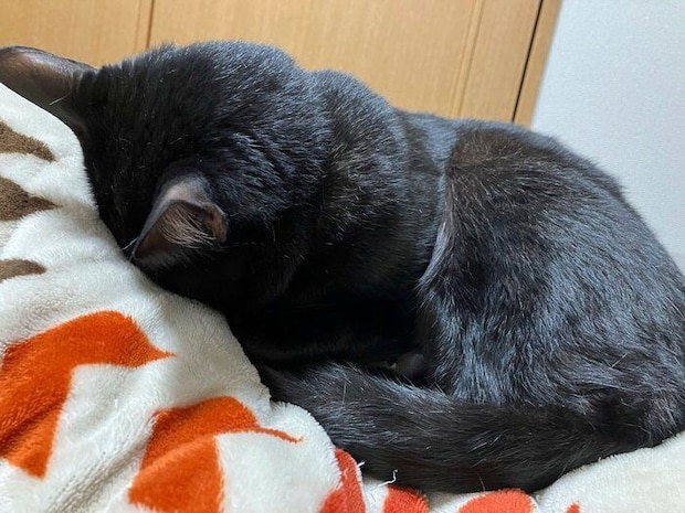 うつ伏せになり“ごめん寝”をするピノくん