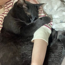 知人の依頼で預かった保護子猫を家族に！→6年後のぎゅっとしがみつく姿が尊い「元気の源です」