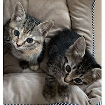 初対面の夫の膝で眠った姉妹の子猫　迎えて5年、現在の姿に「なんでこんなに可愛いのか」