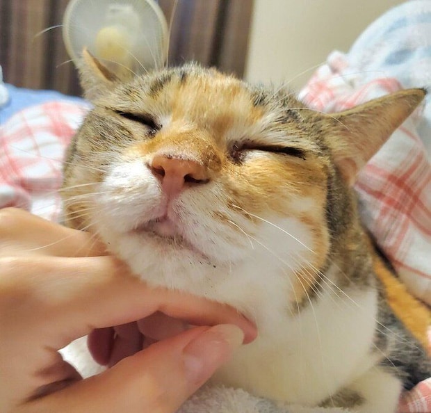 甘えん坊なまといちゃん。