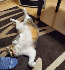 「初日とは思えぬくつろぎっぷり」の保護猫　7才の今も毎日見せる“ヘソ天”姿にほっこり！
