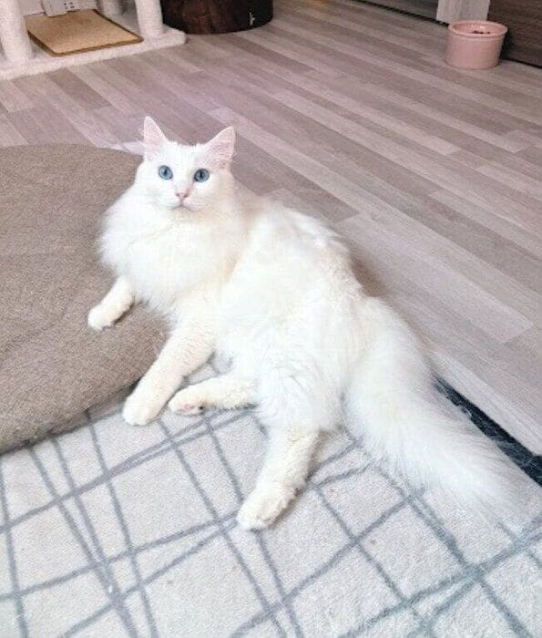 くつろいでいる猫