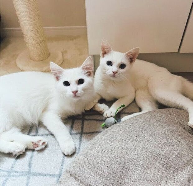 推定生後7カ月の猫と6カ月の猫