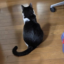 猫がなでられているときに「しっぽを振る」のはなぜ？　気になる理由を獣医師が解説