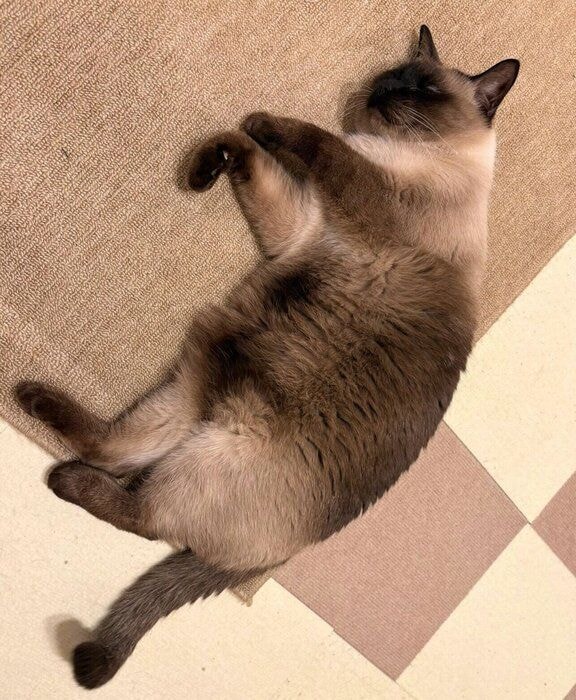 寝転がるレオくん