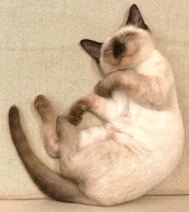 笑っているように眠っていた保護子猫→5才の今は毛色が“こんがり”変化　別猫のような姿にびっくり！