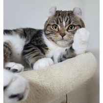 「白い手袋」のような前足を見せる猫　自慢げなキリッと顔に思わずクスッ！