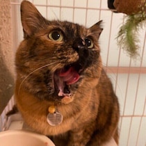 人も猫もストレスをなくすことに成功！愛猫の「生活の困りごと」の解決策