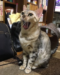 猫の鳴き方が変わった…受診すべき？　日常の中で見られる理由と注意したいサイン