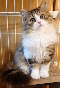 「可愛いお姫様」のようだった生後3カ月の子猫→2年後、貫禄のある「女帝」のような存在に！