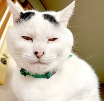 まるで“天使”のようだった元野良の子猫が、4年後には貫禄のある姿に！　驚きのビフォーアフターがSNSで大反響