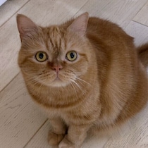 猫がじっと見つめてくるのはなぜ？　理由を獣医師に聞いた！