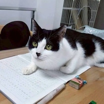 お姉ちゃんの宿題に毎回“参加”する元保護猫　ノートをカリカリ、ページまでめくろうとする姿にクスッ