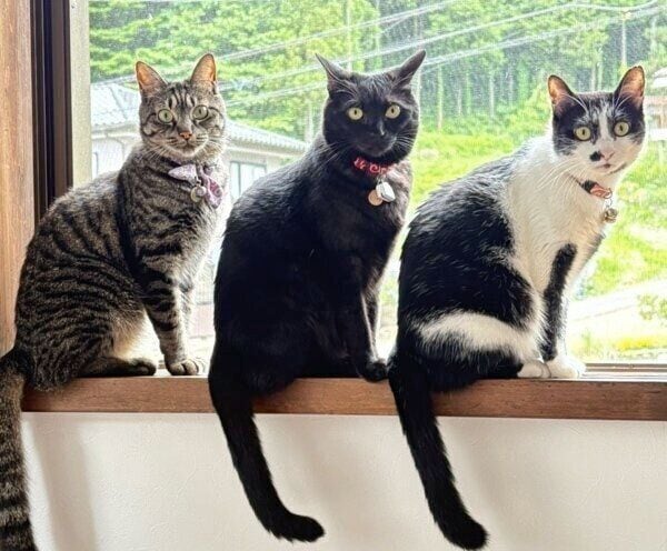 3ニャンズショット