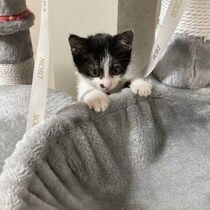 「これが、こうなる」　キャットタワーにちょこんと乗っていた保護子猫→2才になった“ふっくらモチモチ姿”にほっこり