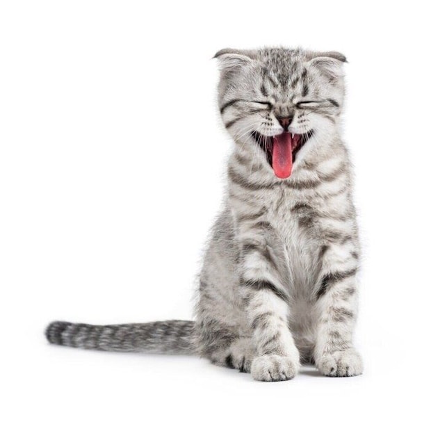 舌を出す猫