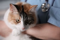 猫のウイルス感染症の症状・治療法は？ 話題の「SFTS」についても解説
