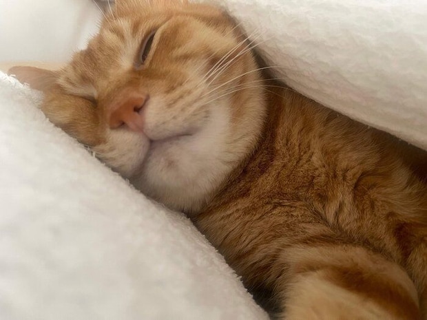 飼い主さんと添い寝する琥太郎くん