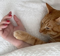 朝目が覚めたら、元保護猫から思わぬ“ご褒美時間”が！　飼い主さんの手に前足をそっと重ねる姿に反響