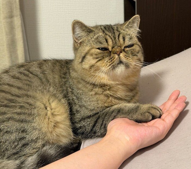 飼い主さんの手に前足を乗せるジロくん
