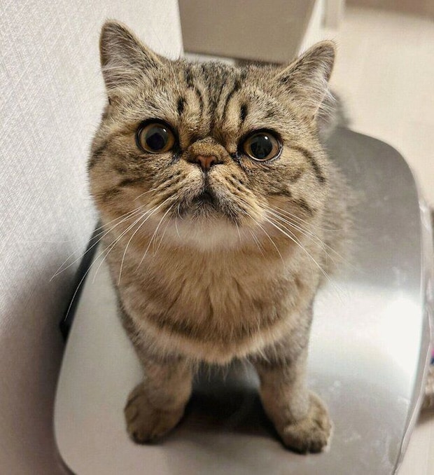見つめるジロくん