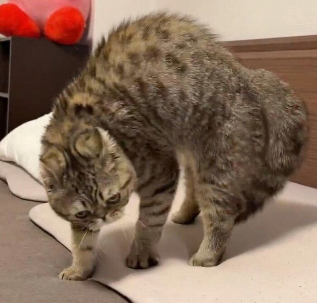 特大の“やんのかステップ”をしていたジロくん