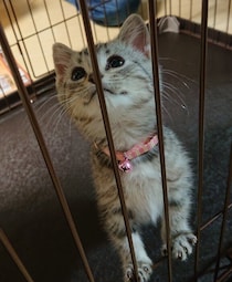 生後3カ月のマンチカンの子猫をお迎え→約5年後、甘えん坊な性格が魅力の「美猫さん」に成長！
