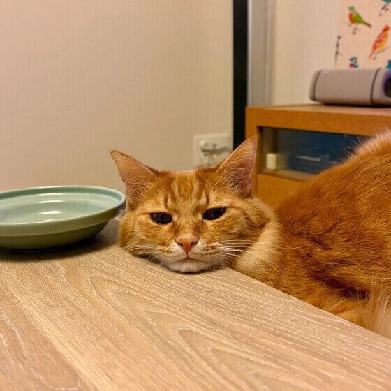ゴハンを待つ茶トラ猫