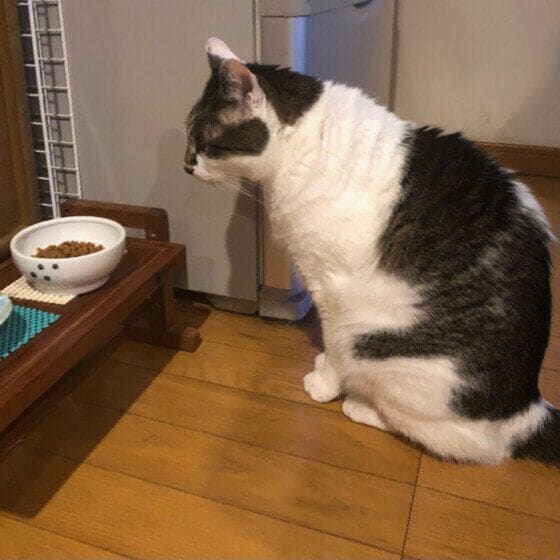 ゴハン皿の前に座る黒白猫