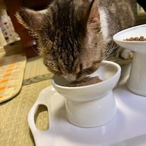 吐き戻しが多い、ウンチが固くなる　愛猫の「健康の困りごと」実例と解決策