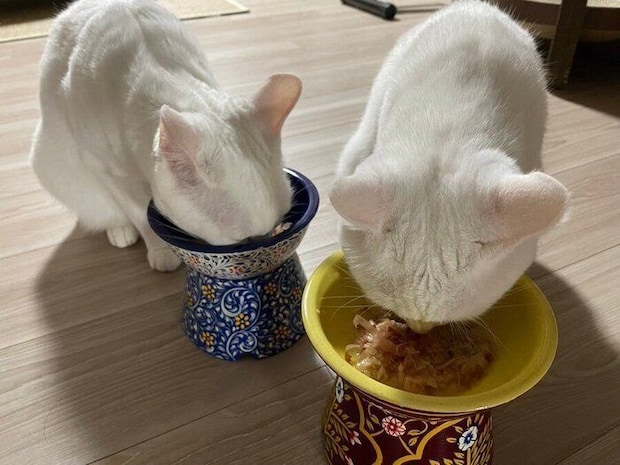 ゴハンを食べる碧ちゃん（写真左）と琥珀ちゃん（写真右）