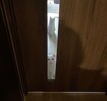 ドアのガラス越しに出勤する飼い主を見つめる愛猫たちの心理とは→獣医師に聞いた！